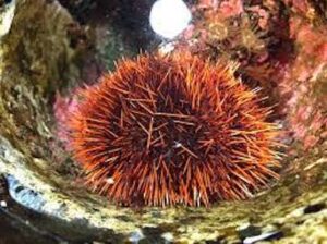 premium high quality fresh Aka Uni or sea urchin from Japan to singapore. available for purchase.